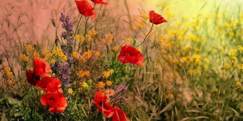 5 razones para aprender mindfulness